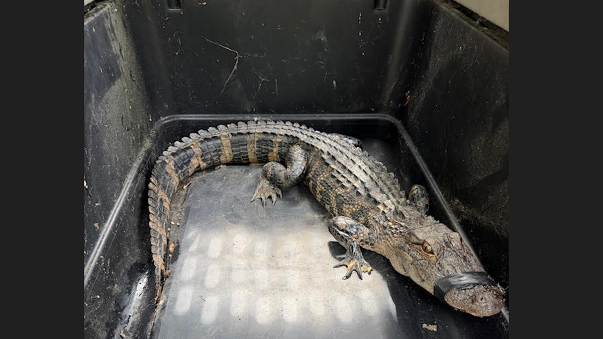 The alligator was captured on Wednesday, and it was measured at 4 feet, 2 inches, state officials said. Full-grown females can reach 9 feet in North Carolina, and the males will top 13 feet and weigh 500 pounds, the state says